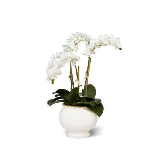 Small White Phalaenopsis Orchids in Siena Cachepot, Cream- Diane James Home | Faux Floral Couture Handmade In The USA
