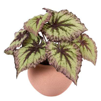 Begonia Bliss- Diane James Home | Faux Floral Couture Handmade In The USA