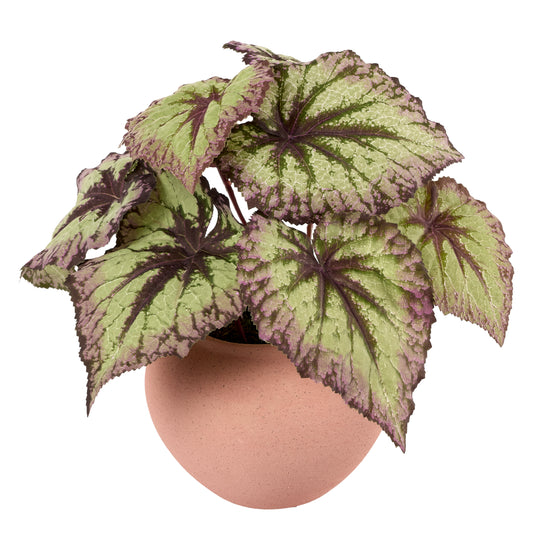 Begonia Bliss- Diane James Home | Faux Floral Couture Handmade In The USA