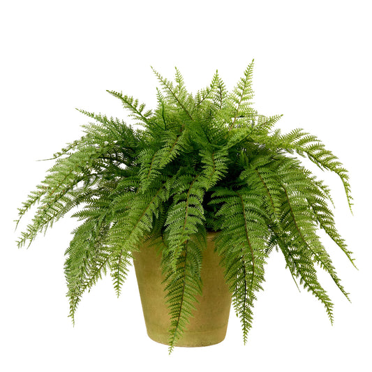 Potted fern plant by Diane James Home on a white background