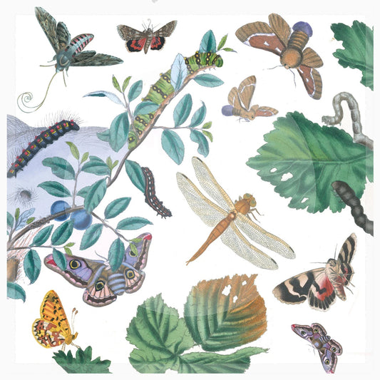 Trinket bowl with illustration of various insects and leaves on a white background