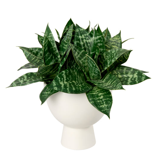 Faux green sanseveria plant in a white pot by Diane James Home on a white background