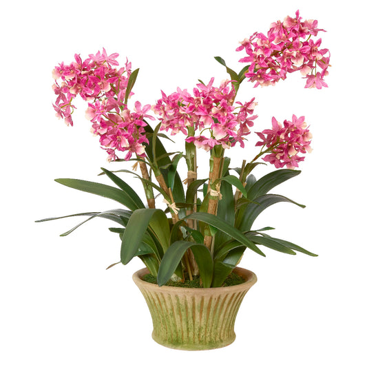Potted orchid plant with pink flowers by Diane James Home on a white background