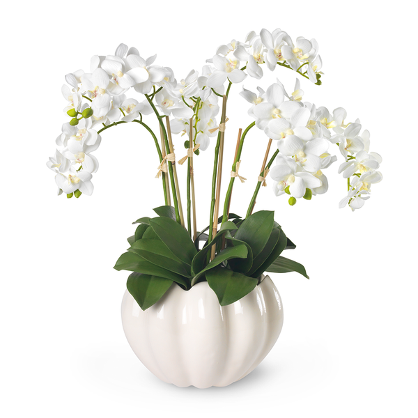 White Orchids in Mirabelle Cachepot, Cream – Diane James Home