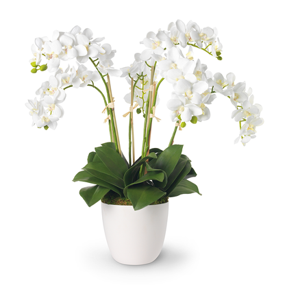 White Orchids in Mirabelle Cachepot, Gold- Diane James Home | Faux Floral Couture Handmade In The USA